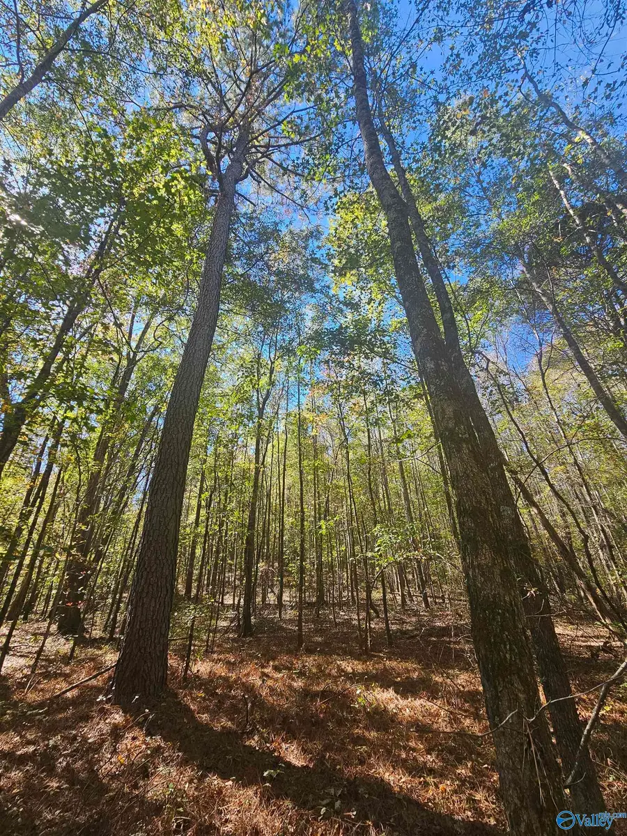 020 County Road 70, Sand Rock, AL 35984 - Image #3