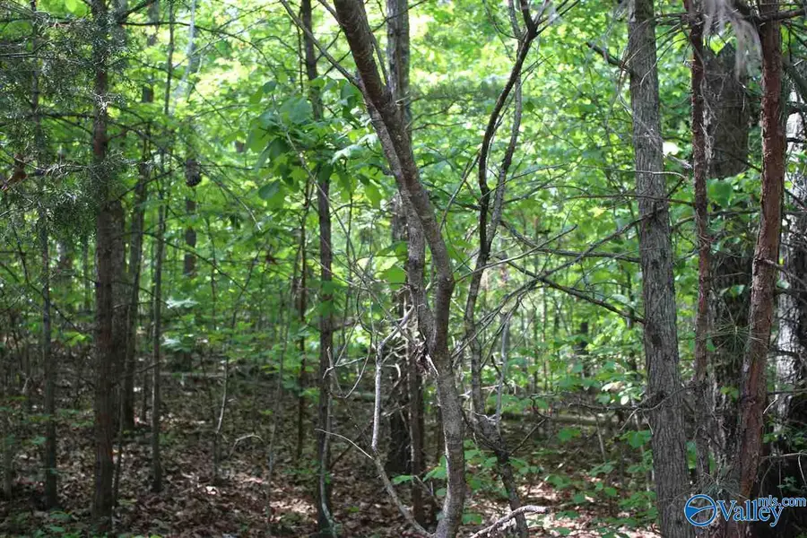 Lot 4 Hickory Lane, Valley Head, AL 35989 - Image #2