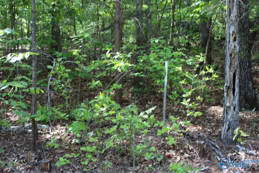 Lot 4 Hickory Lane, Valley Head, AL 35989 - Image #3