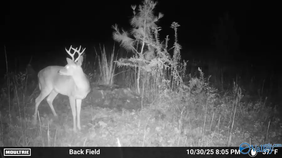 12310 County Road 7, Moulton, AL 35650 - Image #3