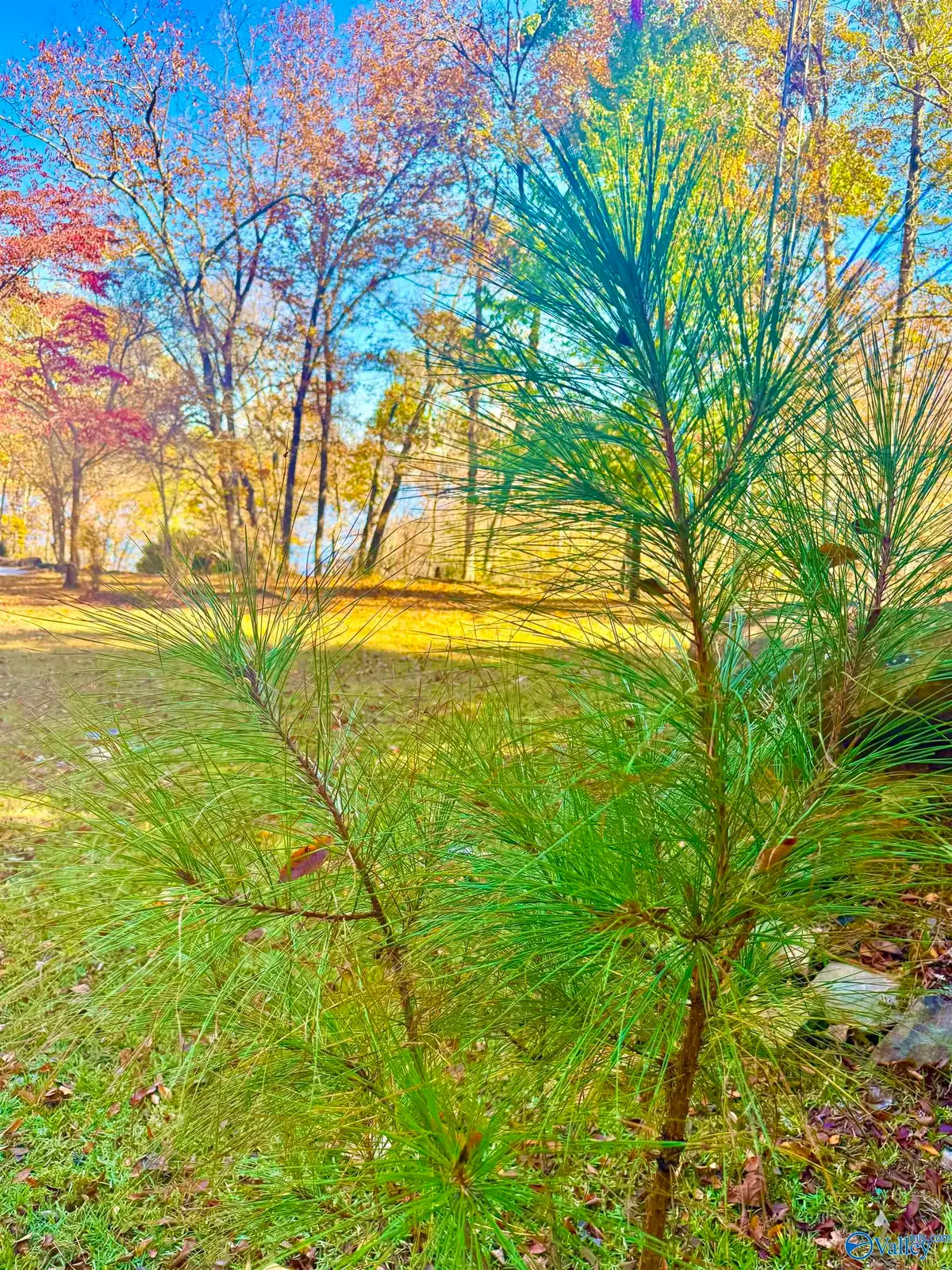 .71 Acres County Road 129, Bremen, AL 35033 - Image #1