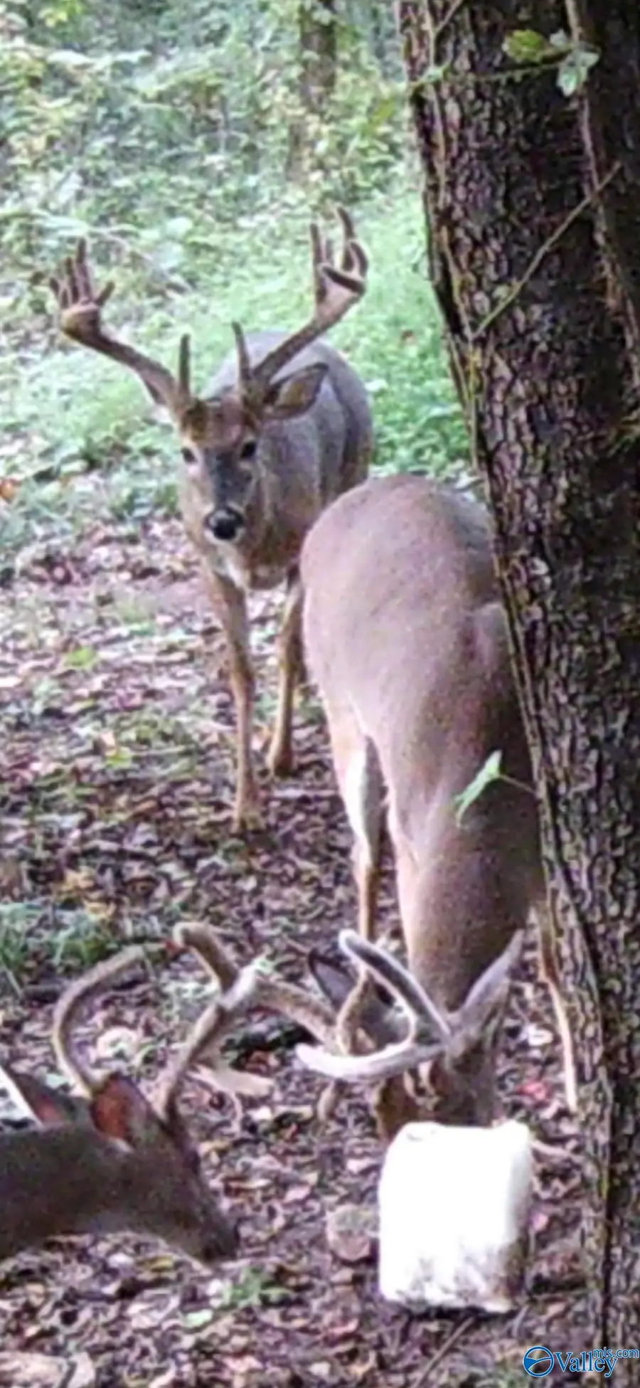 200 Little River Road, Huntsville, AL 35811 - Image #2