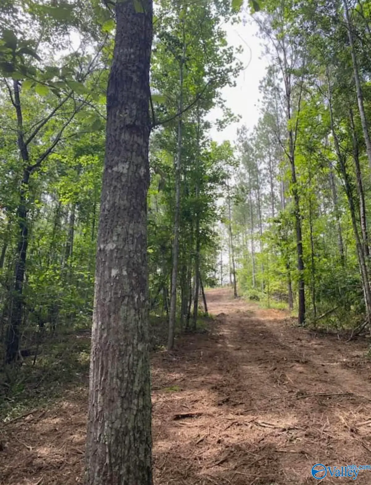 10 Acres Mountain Drive, Remlap, AL 35133 - #1
