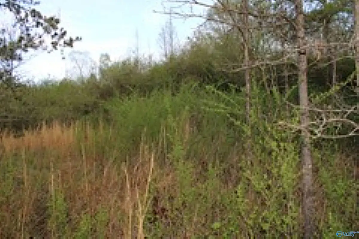 3.23 +/- Acres County Road 52, Cedar Bluff, AL 35983 - #1
