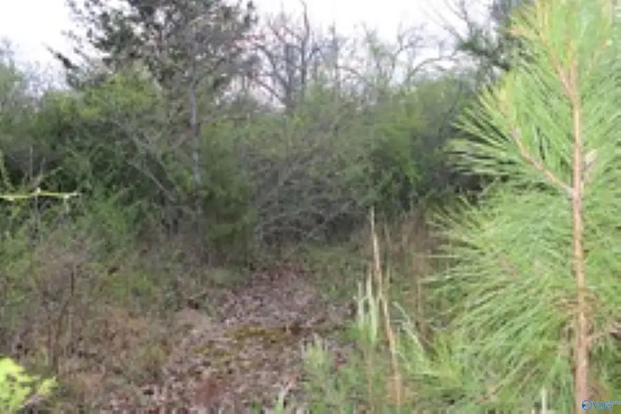 3.23 +/- Acres County Road 52, Cedar Bluff, AL 35983 - #3