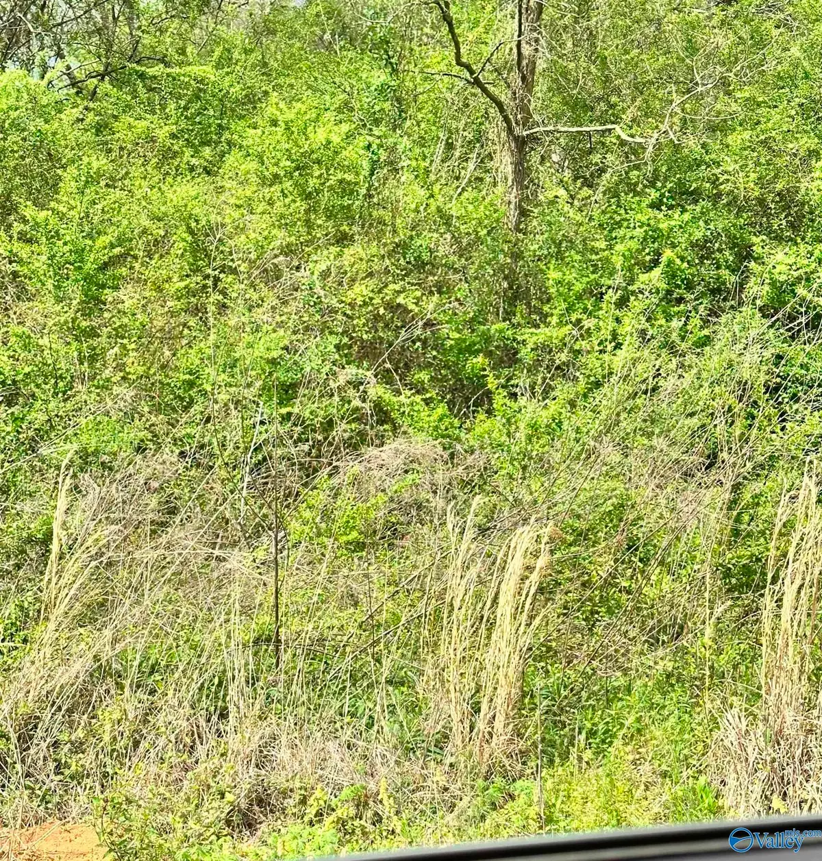 Lot 1 Salem Minor Hill Road, Lester, AL 35647 - #1