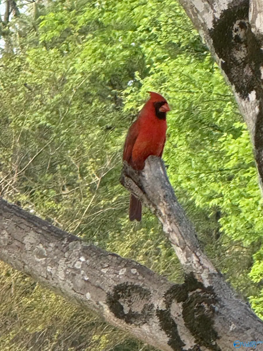 3205 Trenton Place, Decatur, AL 35603 - #2