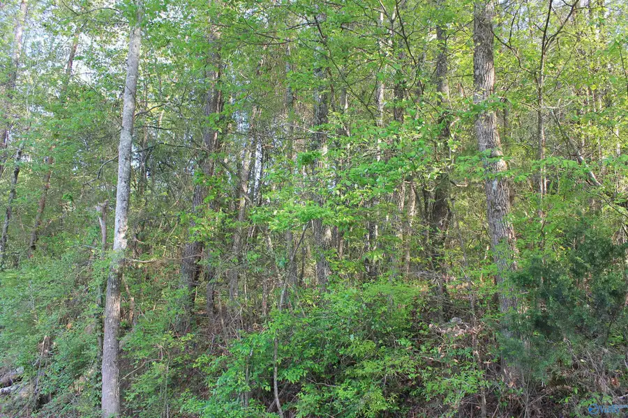 6.65 West Lacon Road, Falkville, AL 35622 - #3