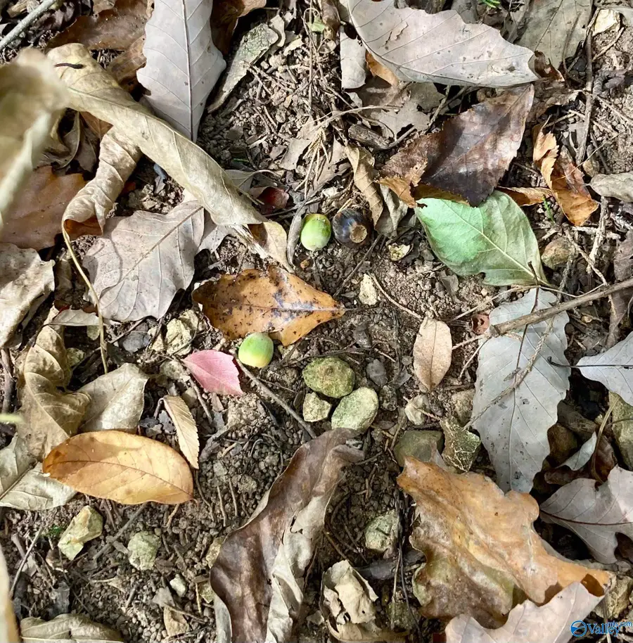 13,14 Forest Home Drive, Trinity, AL 35673 - #2