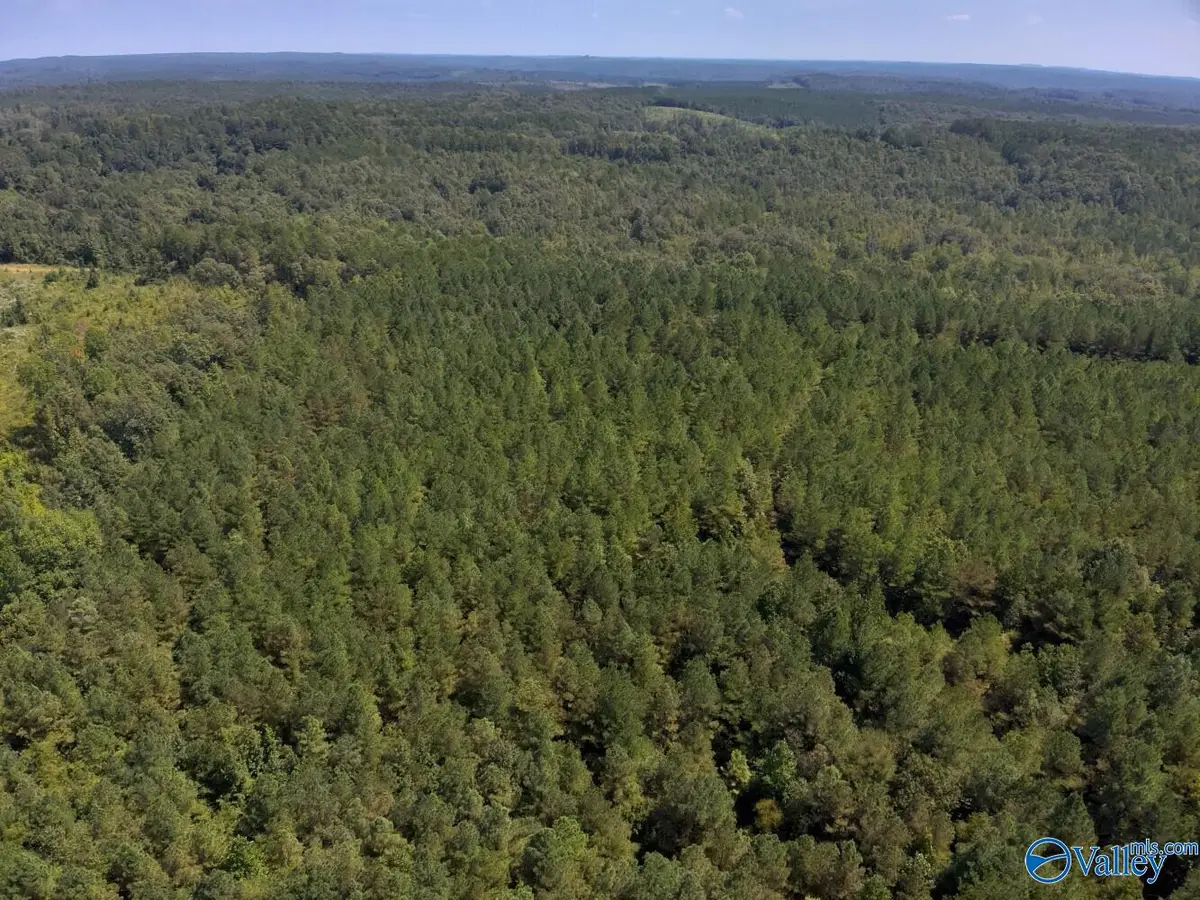 221 Blue Bird Road, Sulligent, AL 35586 - #1