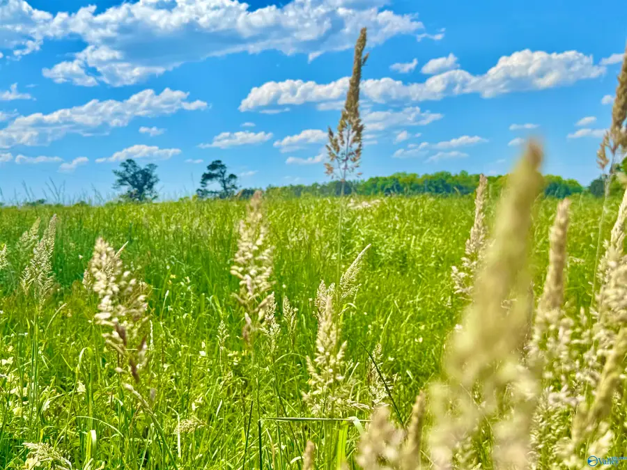 4998 County Road 196, Danville, AL 35619 - #2