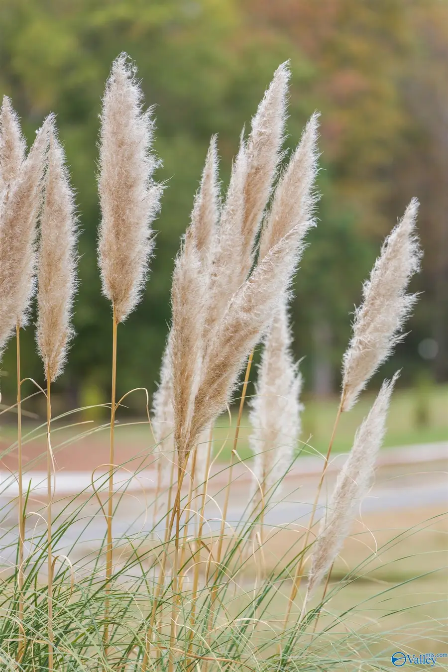 Lot 1 Goose Pond Island Drive, Scottsboro, AL 35769 - #3