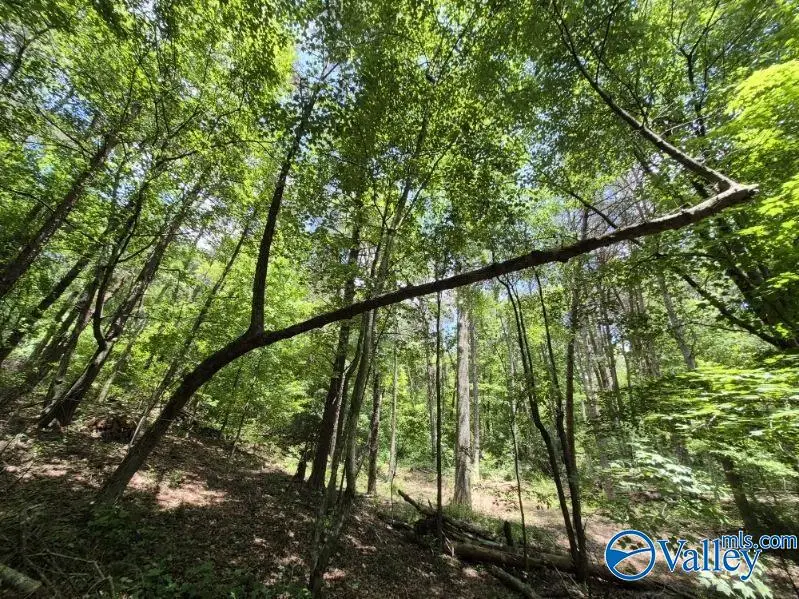Lot 2 Cherokee County Road 275, Fort Payne, AL 35967 - #3