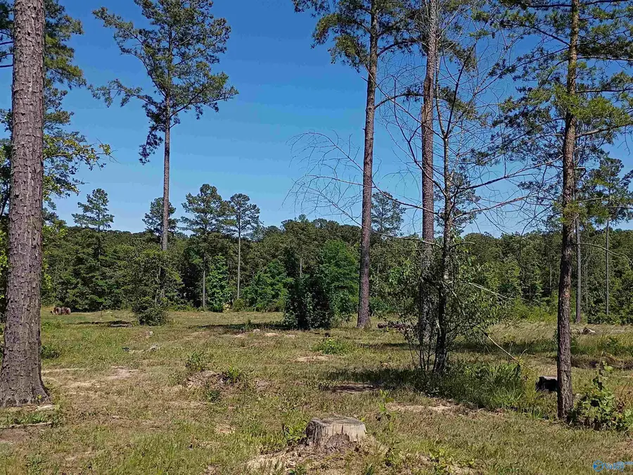 Tract 12C-13 County Road 711 #12C-13, Cedar Bluff, AL 35959 - #2