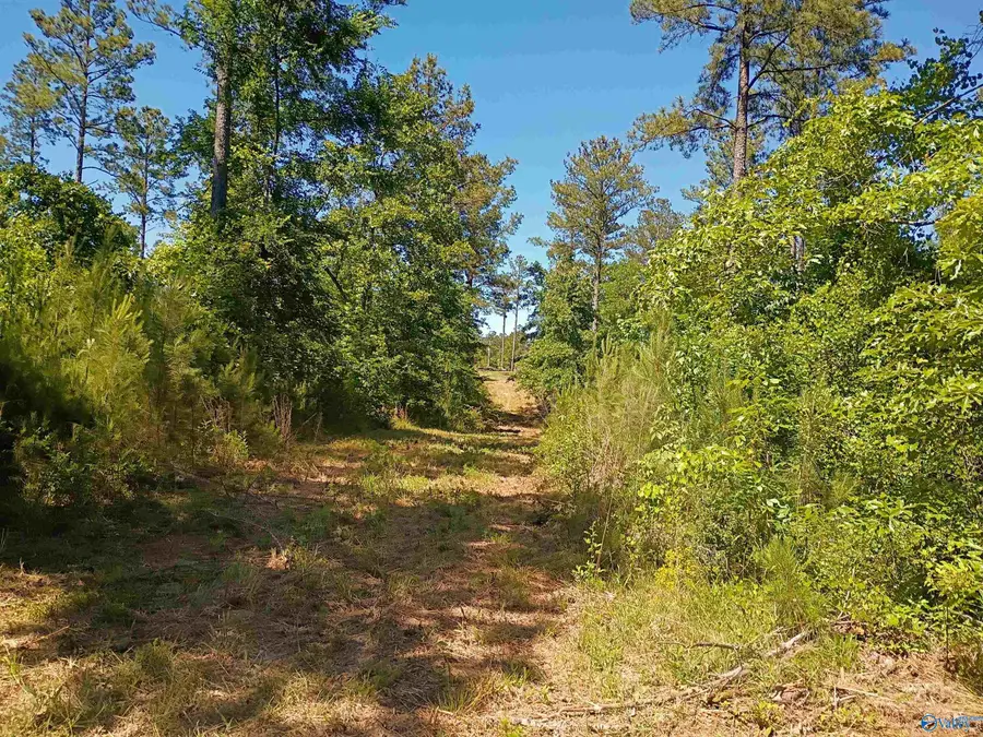 Tract 12C-13 County Road 711 #12C-13, Cedar Bluff, AL 35959 - #3