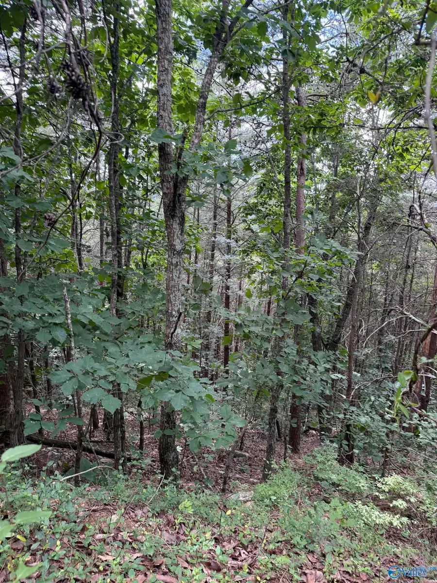 1965 Alabama Highway 11, Collinsville, AL 35961 - #2
