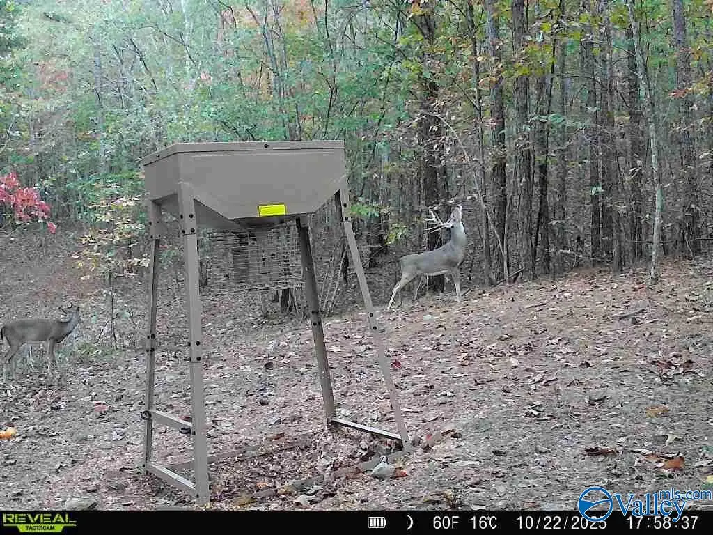 100 ac Highway 11, Valley Head, AL 35989 - #1