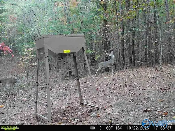 100 ac Highway 11, Valley Head, AL 35989