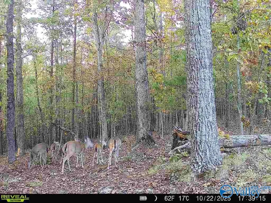 100 ac Highway 11, Valley Head, AL 35989 - #2