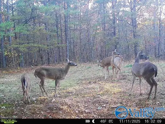 100 ac Highway 11, Valley Head, AL 35989 - #3
