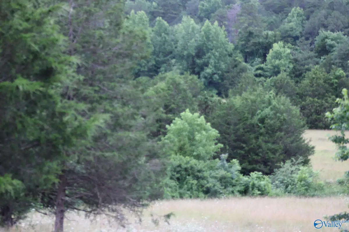30 Ac Highway 11 N, Valley Head, AL 35989 - #1