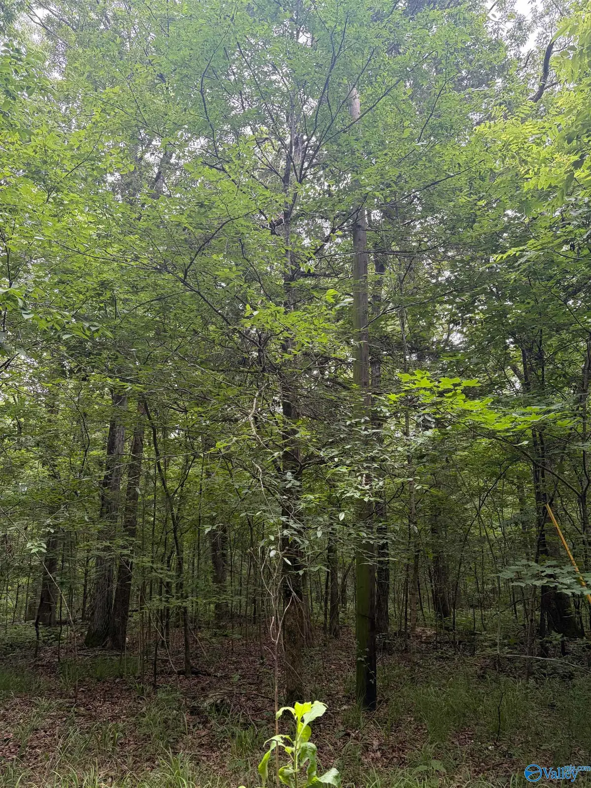 - Walter Hill Road, New Hope, AL 35760 - #1