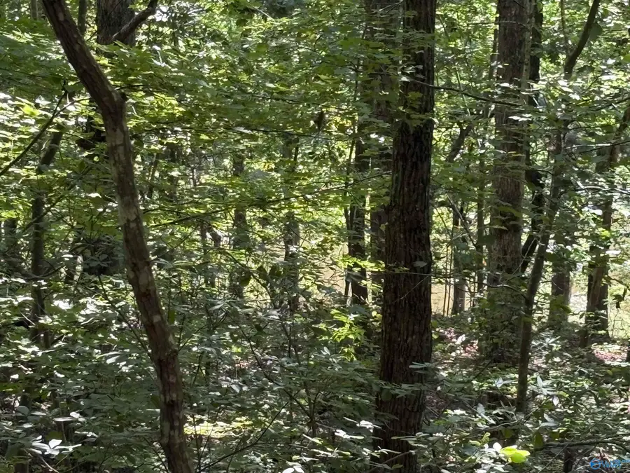 1500 County Road 103 #Lot 53, Mentone, AL 35984 - #2