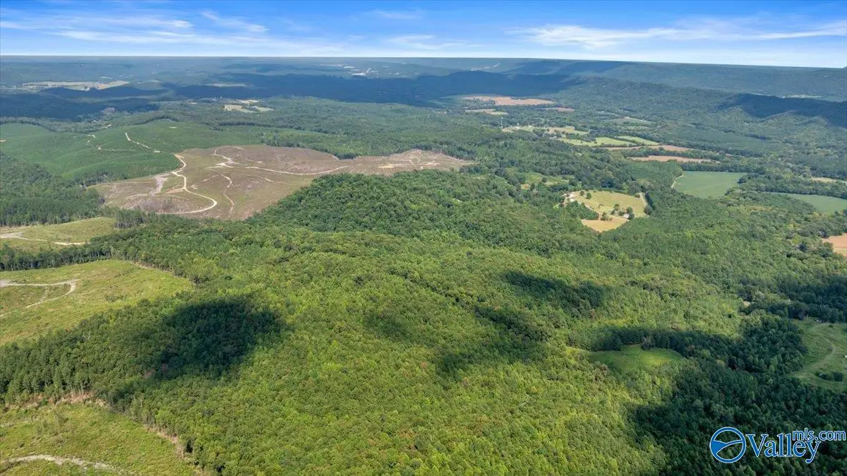 98+/- County Road 209, Collinsville, AL 35961 - #1