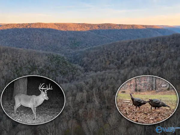 100 AC Dry Creek Road, Hollytree, AL 35751