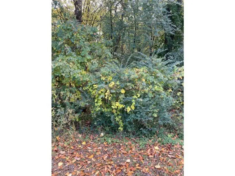 0 Campbell Cir, Florence, AL 35630 - Image #2