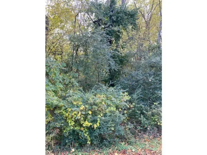 0 Campbell Cir, Florence, AL 35630 - Image #3