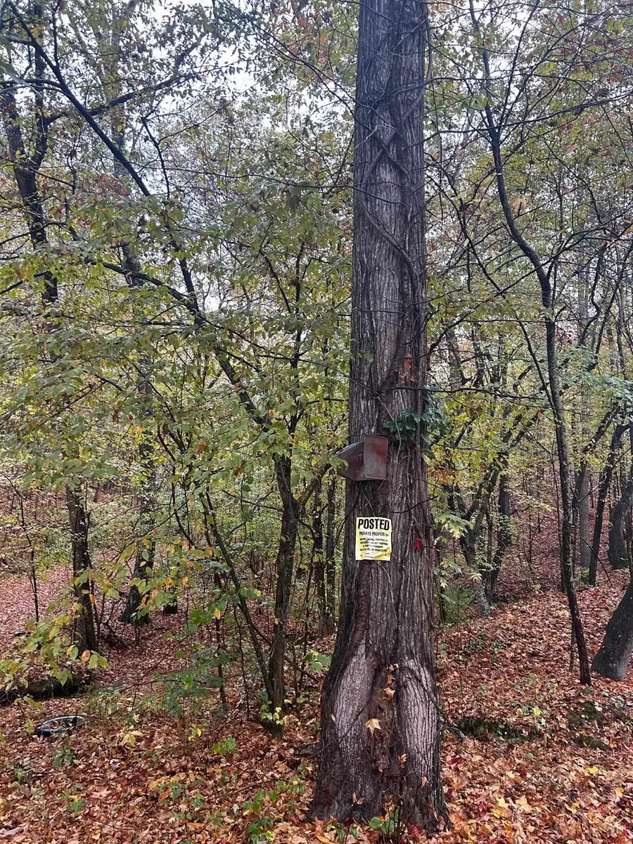 0 Co Rd 126, Waterloo, AL 35677 - Image #2