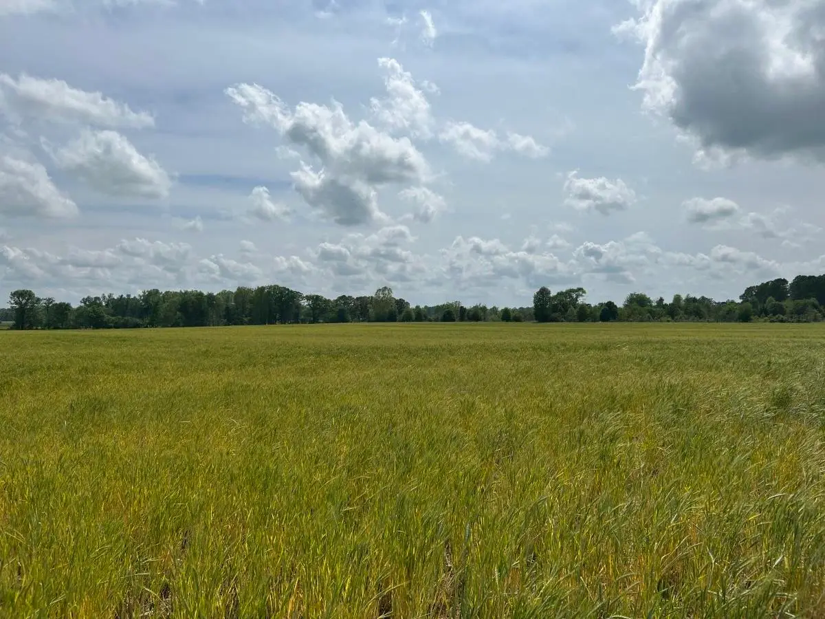 Hwy 64, Lexington, AL 35648 - #1