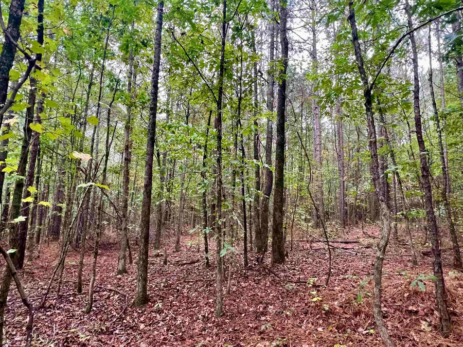 00 Co Rd 87, Waterloo, AL 35677 - Image #2