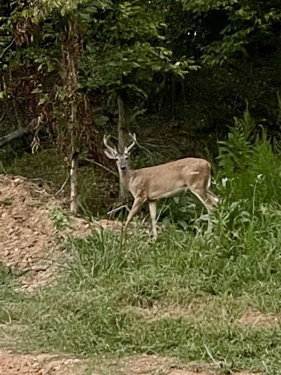 200 Creekside Dr, Florence, AL 35630 - #3