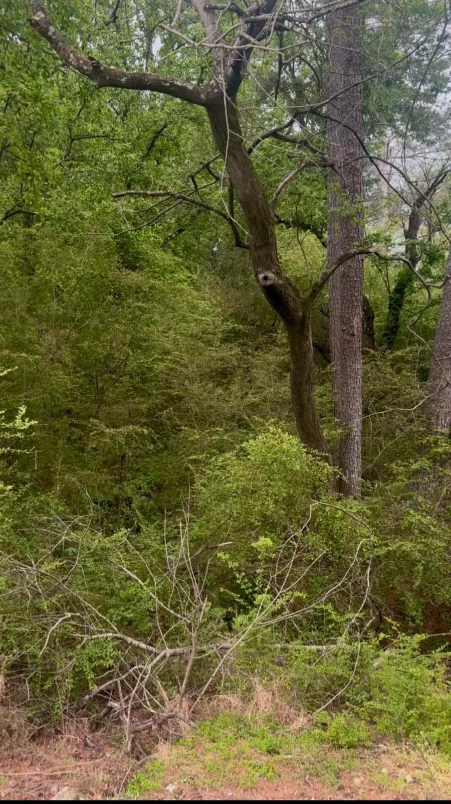 0 Co Rd 943, Cullman, AL 35057 - #2