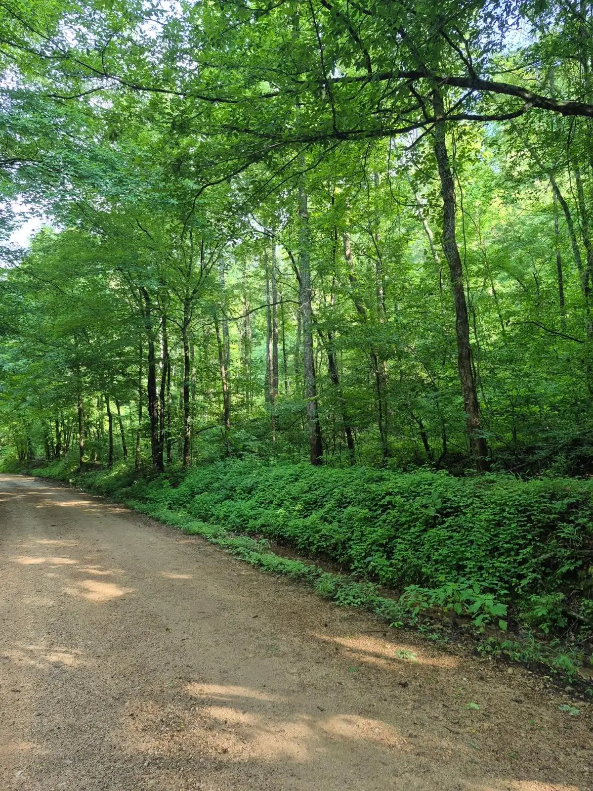 0 Co Rd 462, Lexington, AL 35648 - #1