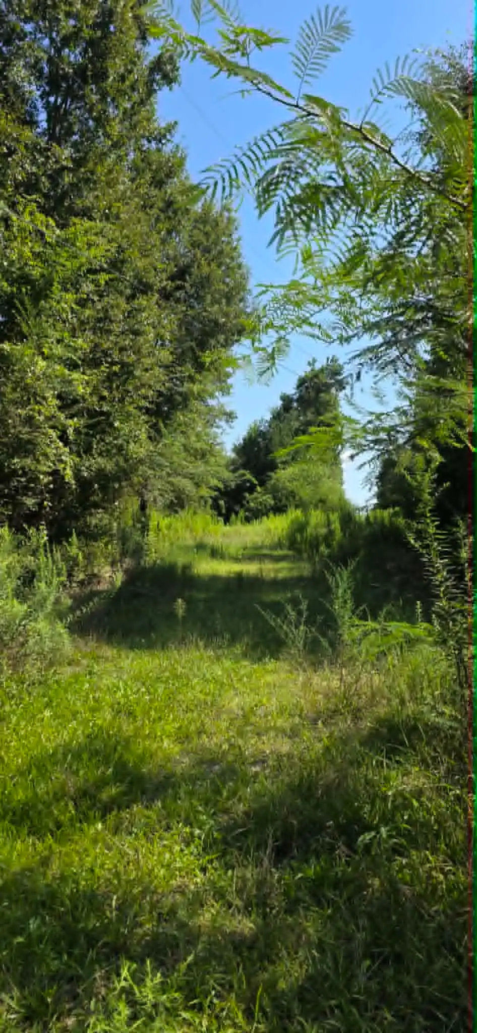 0 Hwy 91, Hanceville, AL 35077 - #1