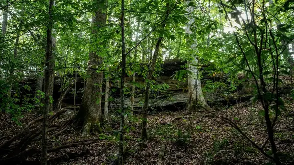 0 Colburn Mountain Rd, Tuscumbia, AL 35674