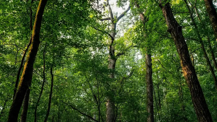 0 Colburn Mountain Rd, Tuscumbia, AL 35674 - #3