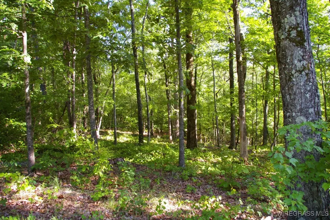 TBD Whittle Hudson Road, Ozark, AL 36360 - Image #1