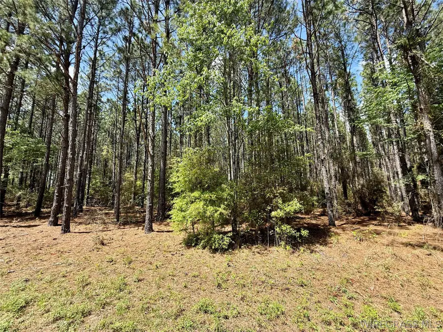 73 acres Millville Road, Hartford, AL 36344 - #3