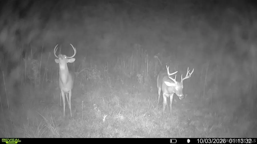 60.72 Acres Dillard Road, Pansey, AL 36370 - #3