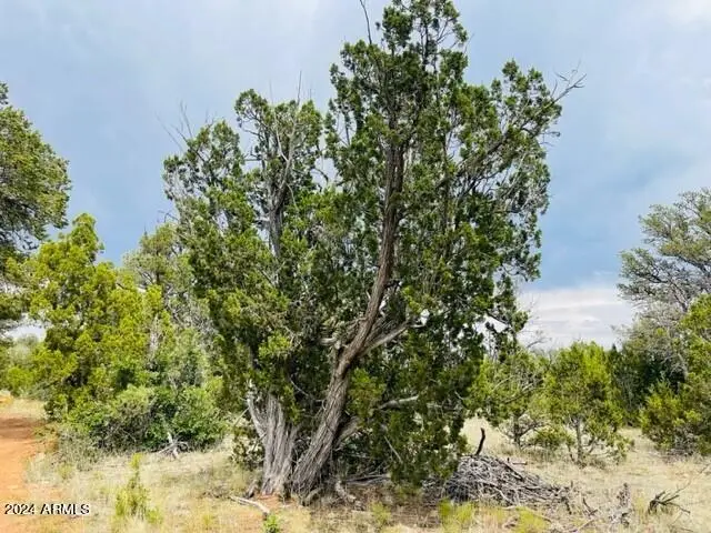 8418 Haven Crest Drive #223, Happy Jack, AZ 86024 - #1