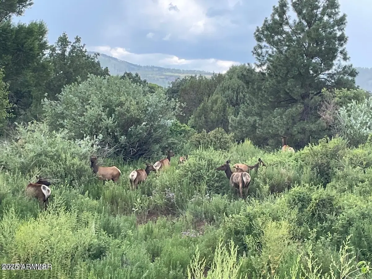 15 N3479 --, Eagar Springerville, AZ 85940 - Image #1