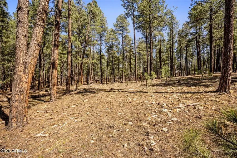 TBD County Rd 2325 --, Alpine, AZ 85920 - #2