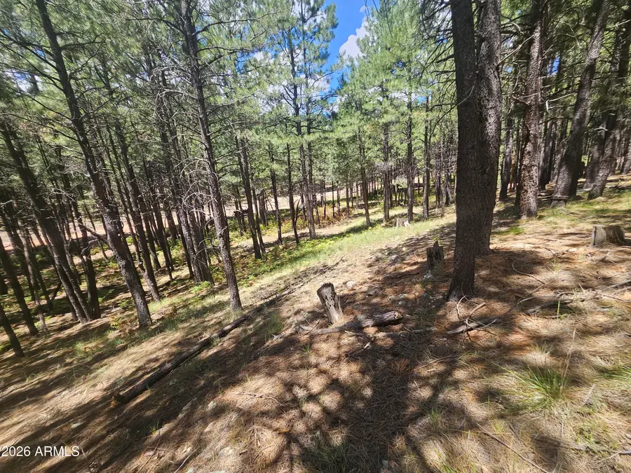 589 Trout Springs Road #71, Forest Lakes, AZ 85931 - #2