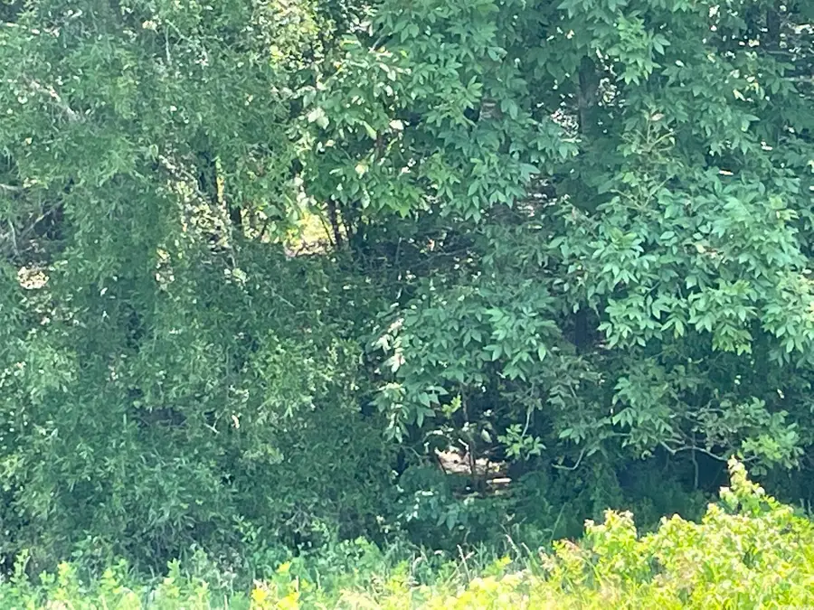 0000 Wibur D Mills Road, Tichnor, AR 72166 - Image #3