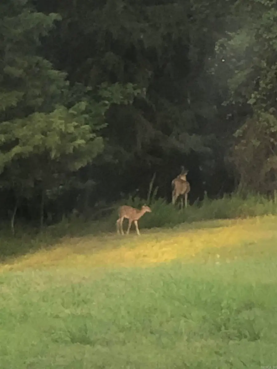 Address Withheld By Seller, Atkins, AR 72823 - Image #2