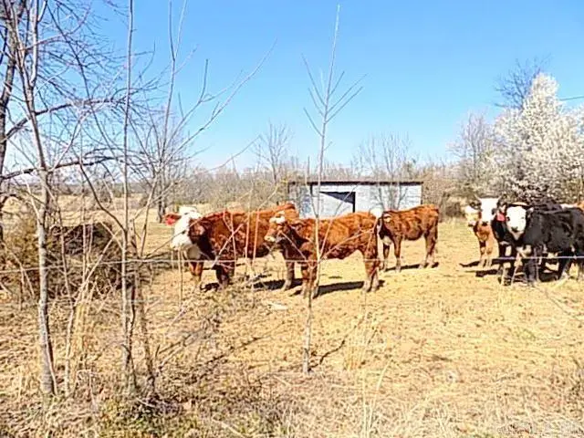 83 N Broadview, Greenbrier, AR 72058 - Image #3